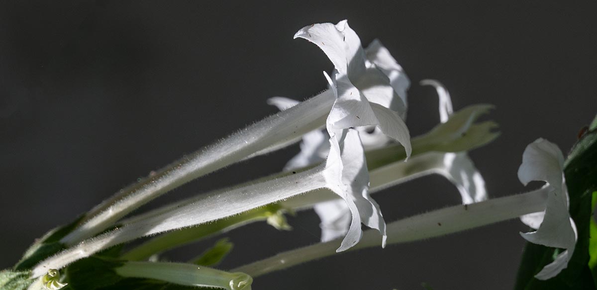 Blüten